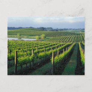 Postal Grapevines en filas impecables en Napa, California