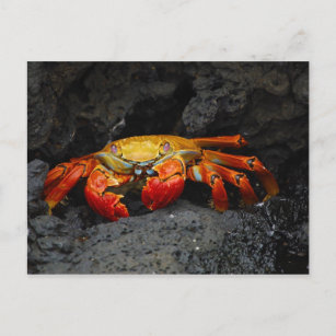 Postal Grapsus De Crab De Las Islas Galápagos