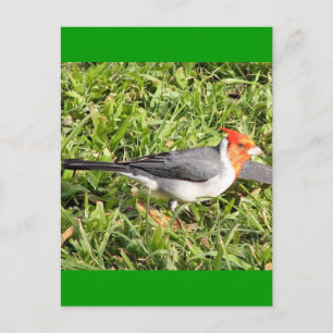 Postal Grasa con cardenal brasileño