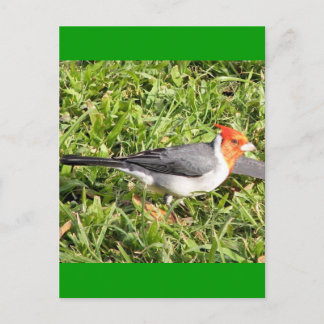Postal Grasa con cardenal brasileño