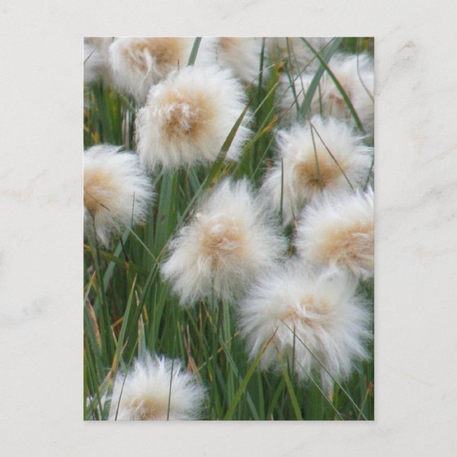 Postal Grasa de algodón (Eriophorum russeolum) (Anverso)
