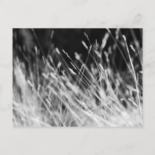 Postal Grasa de talla negra y blanca
