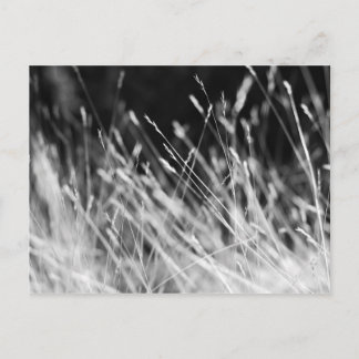 Postal Grasa de talla negra y blanca