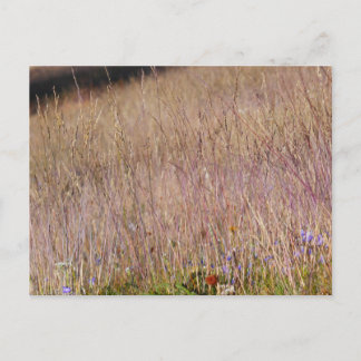 Postal Grasa morada y flores silvestres