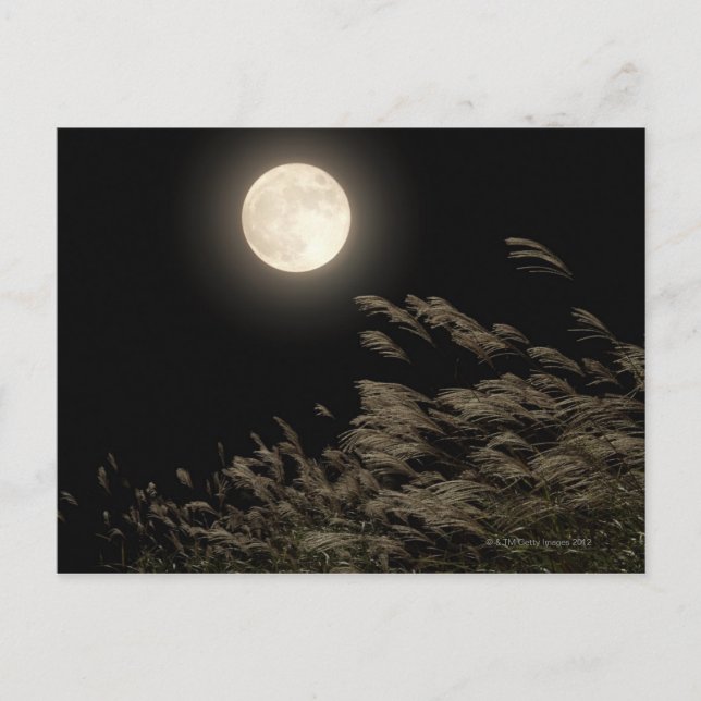 Postal Grasa Pampas Japonesa (Anverso)