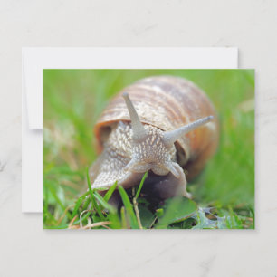 Postal Grasa para comer caracoles