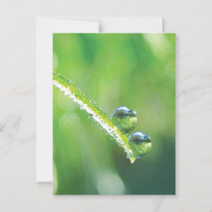 Postal Grasa verde con gotas de excremento que reflejan l