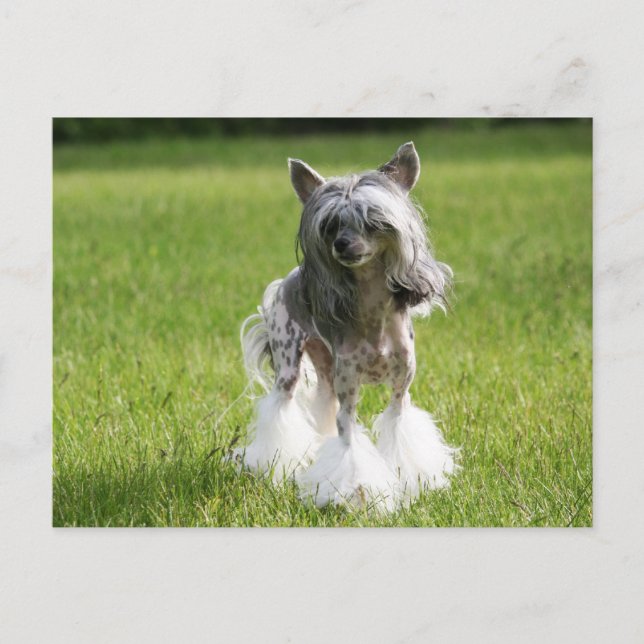 Postal Grasa verde de Sheeba (Anverso)