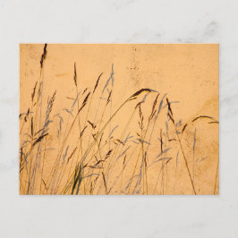 Postal Grasas De Verano Y Sombras