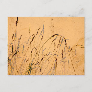 Postal Grasas De Verano Y Sombras