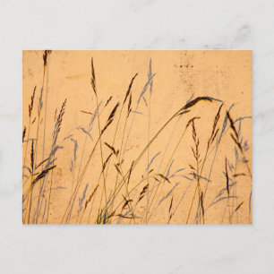 Postal Grasas De Verano Y Sombras