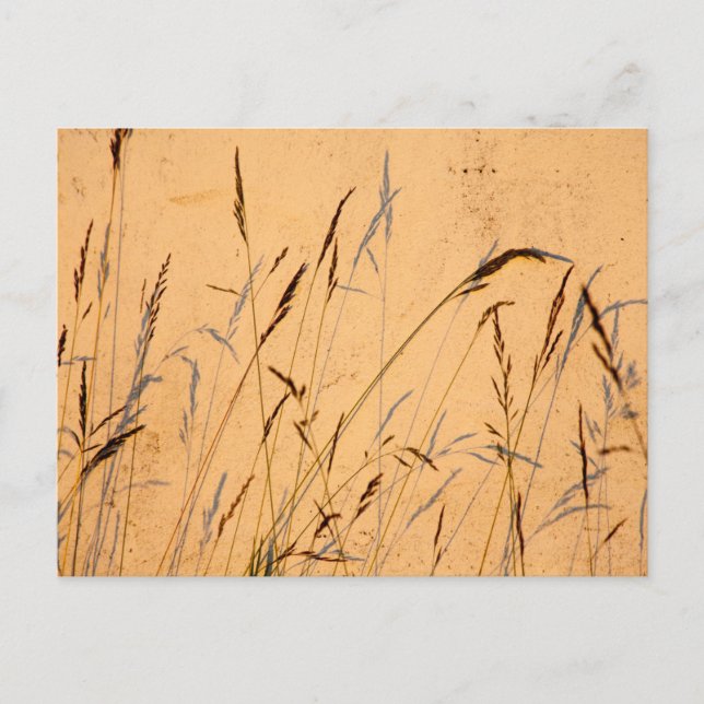 Postal Grasas De Verano Y Sombras (Anverso)