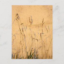 Postal Grasas De Verano Y Sombras