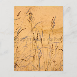 Postal Grasas De Verano Y Sombras