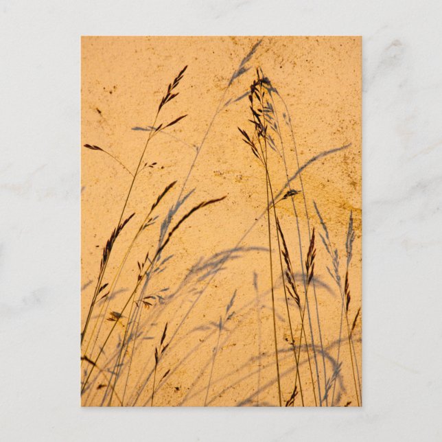 Postal Grasas De Verano Y Sombras (Anverso)