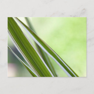 Postal Gräser