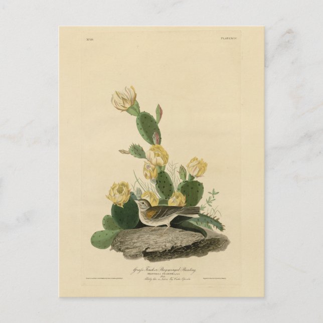 Postal Grass Finch, Bunting con alas de la bahía o Vesper (Anverso)