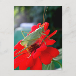 Postal Grasshopper