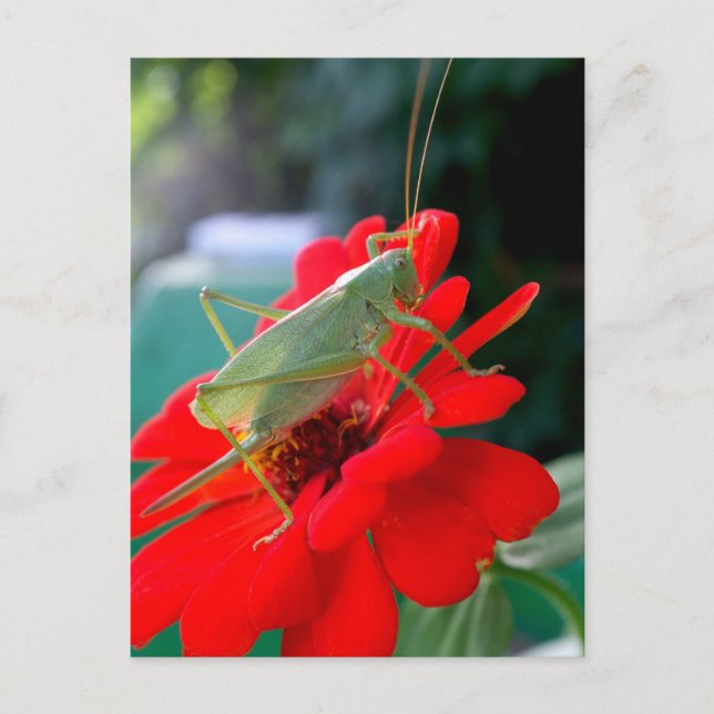 Postal Grasshopper (Anverso)
