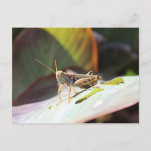 Postal Grasshopper