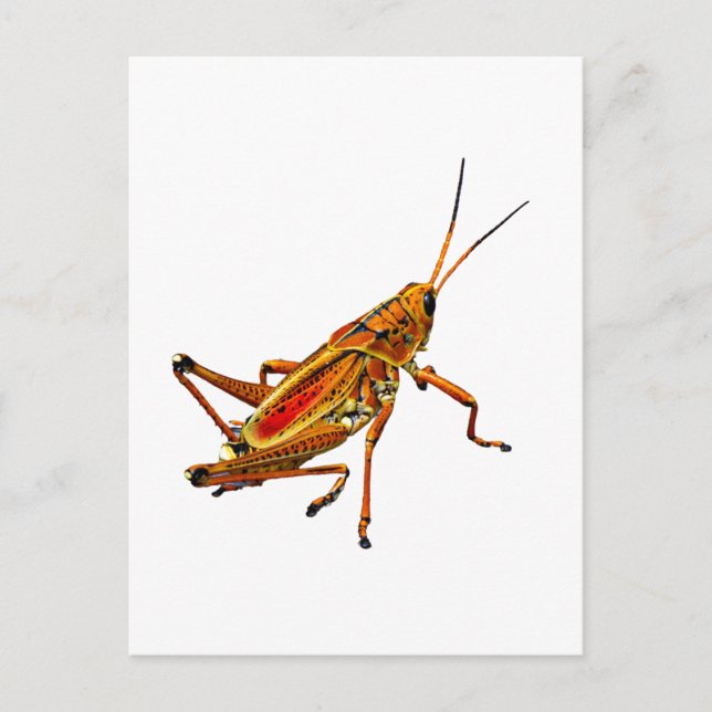 Postal Grasshopper (Anverso)