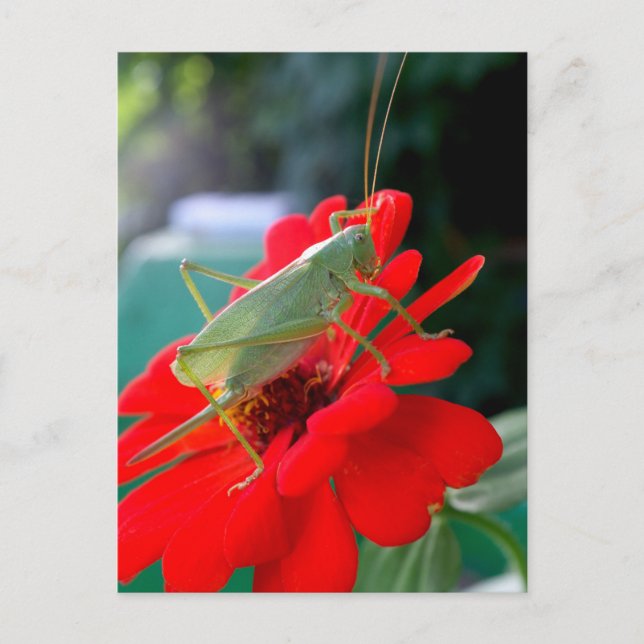 Postal Grasshopper (Anverso)