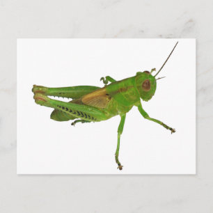Postal Grasshopper