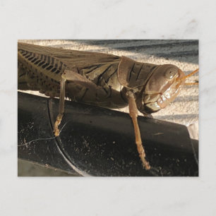 Postal Grasshopper