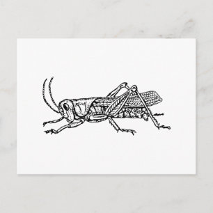 Postal Grasshopper