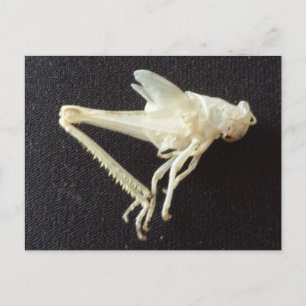 Postal Grasshopper 1 -brainfart educado