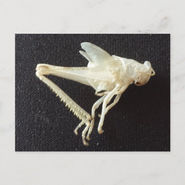 Postal Grasshopper 1 -brainfart educado (Anverso)