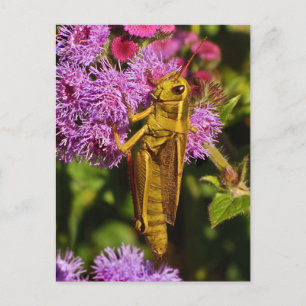 Postal Grasshopper afortunado en Ageratum