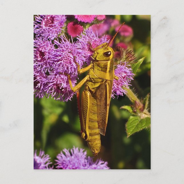 Postal Grasshopper afortunado en Ageratum (Anverso)