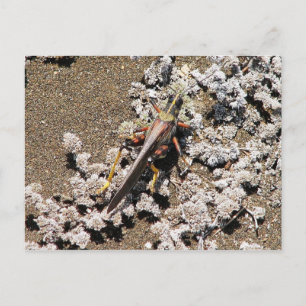 Postal Grasshopper, Isla Bartolomé, Galápagos