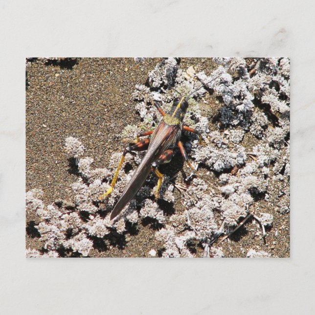Postal Grasshopper, Isla Bartolomé, Galápagos (Anverso)