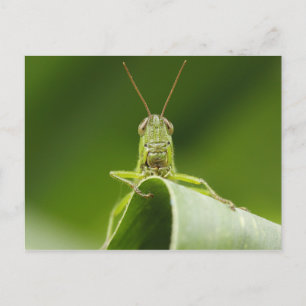 Postal Grasshopper on Leaf, Grasshopper Face Close-up