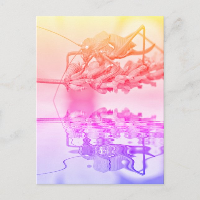 Postal Grasshopper por encima del agua con reflexión (Anverso)