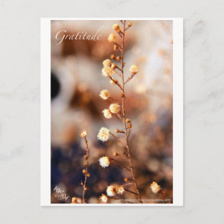 POSTAL GRATITUD