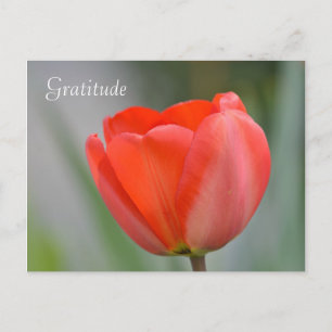 Postal Gratitud De Flor De Tulipán Rojo
