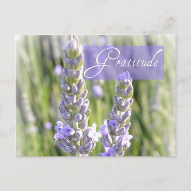 Postal Gratitude Lavender Floral Post Card (Anverso)