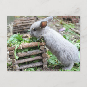 Postal graues Häschen das frisst