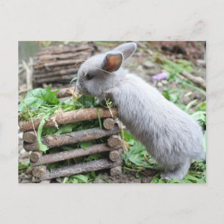 Postal graues Häschen das frisst