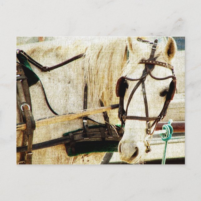 Postal Gray Amish Buggy Horse (Anverso)
