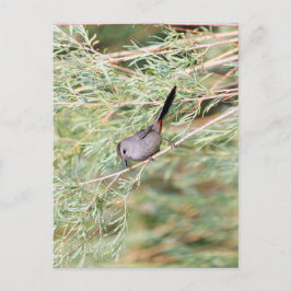 Postal Gray Catbird