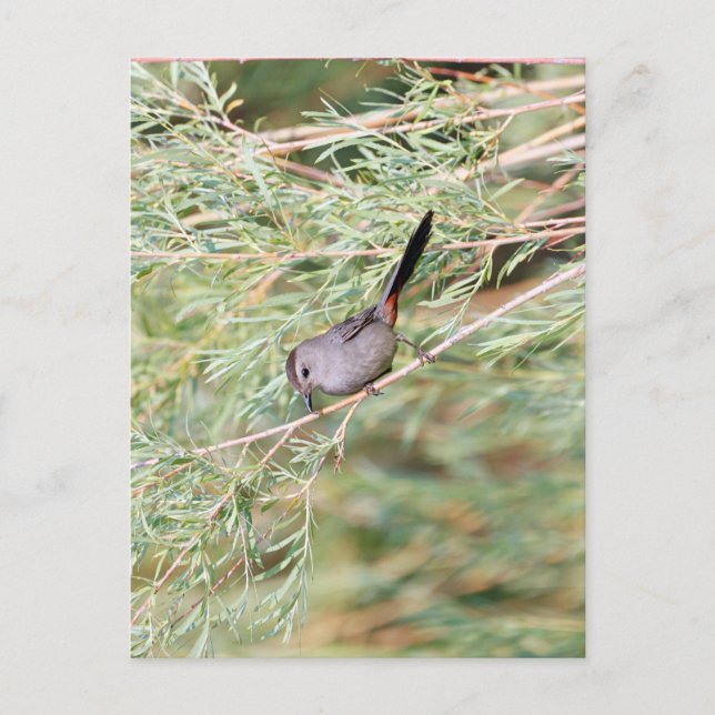 Postal Gray Catbird (Anverso)