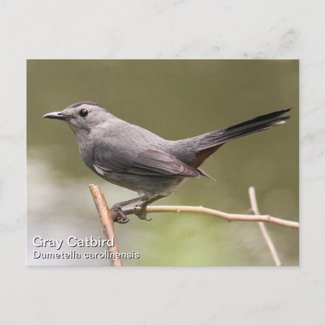 Postal Gray Catbird (Anverso)