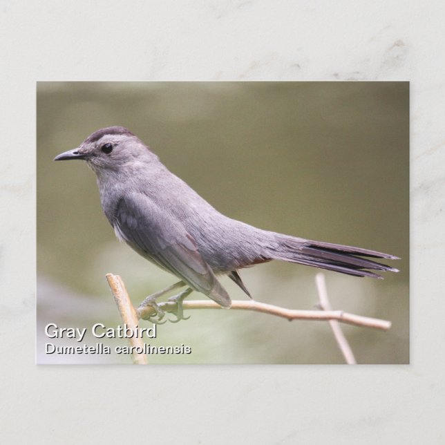Postal Gray Catbird (Anverso)