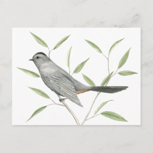 Postal Gray Catbird Bird Art