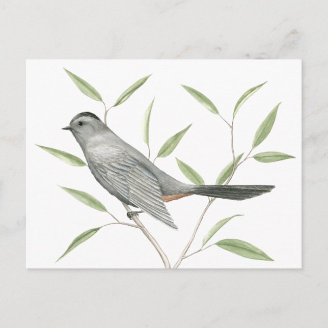 Postal Gray Catbird Bird Art (Anverso)