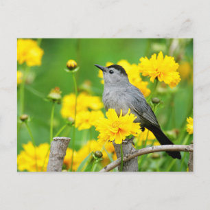 Postal Gray Catbird en una valla de madera